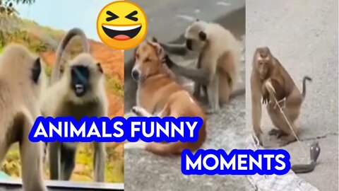 Animals Funny Moments 😅😅😅
