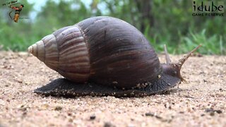 Giant African Land Snail