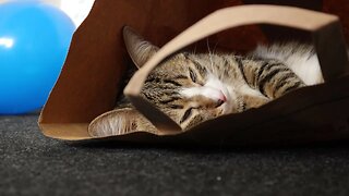 Funny Cat Loves to Sit in a Paper Bag