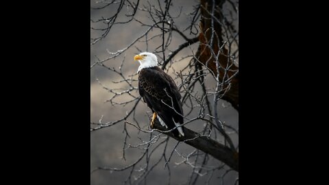 Eagle Attacked My Chicken Coop Chicken Gone 2 Full