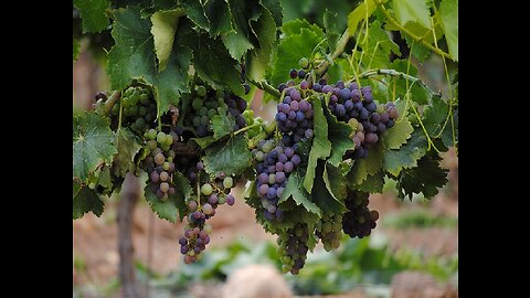 THE VINE AND THE BRANCHES