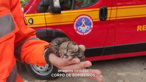 Cidade de Timóteo: Filhote de Jaguatirica resgatado pelos Bombeiros no Vale do Aço.