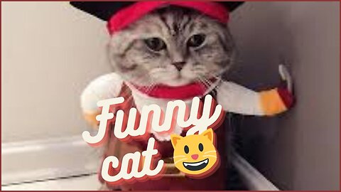 Funny cat 😺