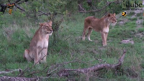 LIONS: Following The Pride 40: Failed Wildebeest Chase