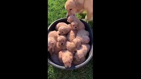 world's cutest puppies 🐶