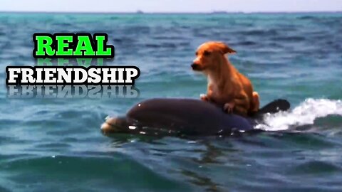 Friendship | Dolphin _ Dog Special Friendship |