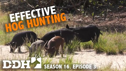 Hogs and Hog Hunting | Deer & Deer Hunting TV