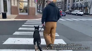 Aggressive German Shepherd - Rehabilitation Dog Training, Exposure and Neutrality