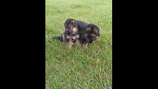 PUPPIES German Shepherd puppies playing with each other in the yard Rome and Jules pups