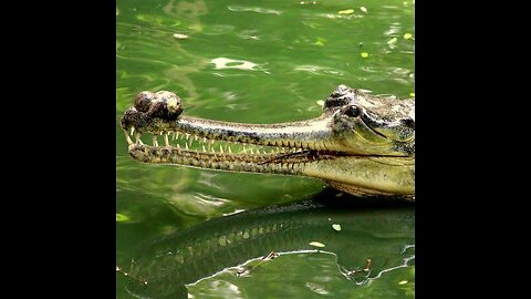 Gharial Crocodile: Guardians of the Rivers 🐊🐊