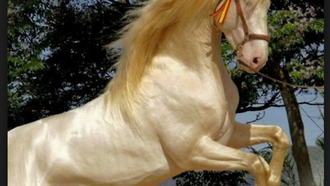 Akhal Teke most beautiful horse stallion in the world