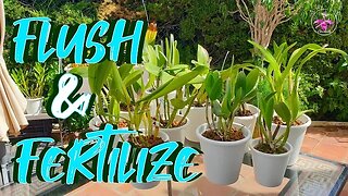Orchid Care: Efficient Flushing, Fertilizing, & Growth Updates | Pests in Pots Mystery #ninjaorchids