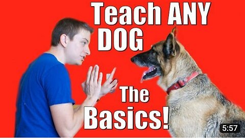 Dog Training 101:How to Train any Dog the Basics