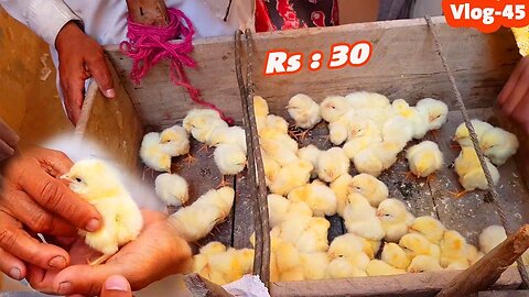 The Cutest Baby Chicks on the Internet: Watch Now | Vlog - 45 | Buy Cheap Baby Chicks Rs: 30 Rupees
