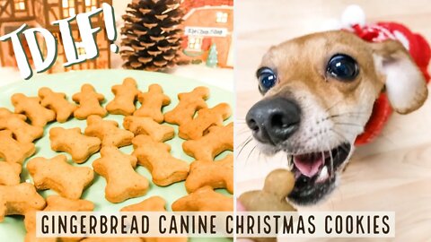 TDIF! Gingerbread Canine Christmas Cookies
