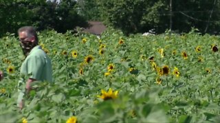 Sunflowers of Sanborn returning August 1