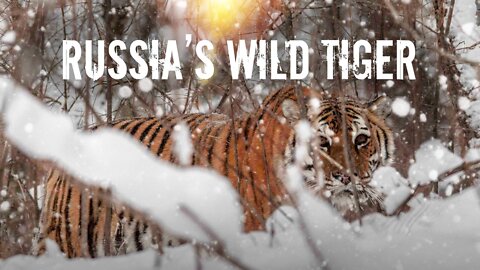 Big Cat Week Russias Wild Tiger