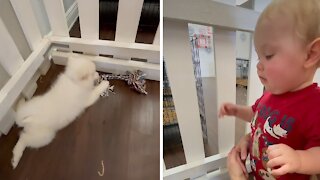 Baby plays with puppies at the pet store