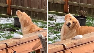 Firetruck siren sends Golden Retriever into howling frenzy