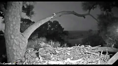 Mom & Her Owlet Have Breakfast Together 🦉 4/3/22 06:44