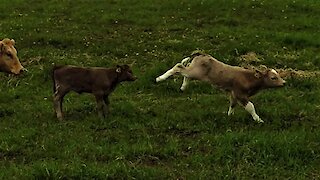 Newborn Calf Can't Contain Joy As He Frolics With Friend