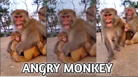Angry Monkey Video, Funny Monkey