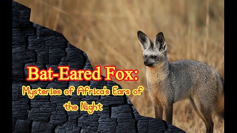 Bat-Eared Fox Mysteries of Africa's Ears of the Night