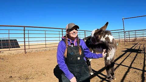 Donkey saved from slaughter brings another life into the world! Gender reveal and update on the baby