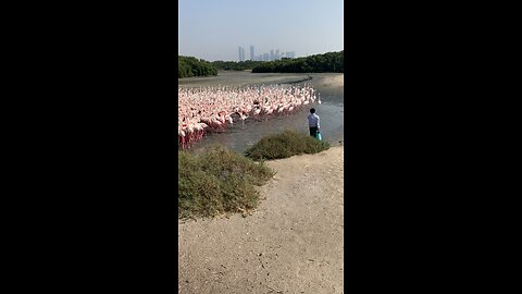 Feeding flamingos in Dubai