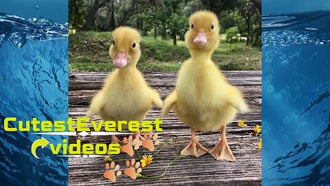 CutestEverest Baby Ducks #1