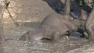 Elephant Calf Forgets How To Elephant | Cutest Elephant Baby