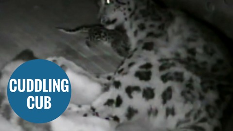 Zoo cam shows the precious first moments of a rare snow leopard cub as it snuggles its mother