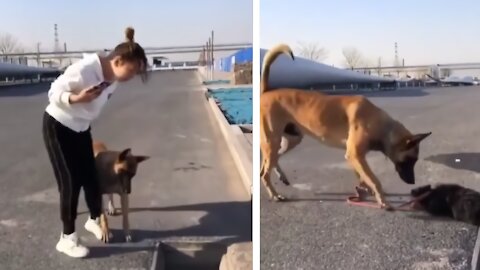 Dog has More Empathy than Human to Help Other