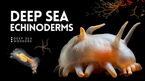 The Wonder of Deep Sea Echinoderms | Nature World Explore