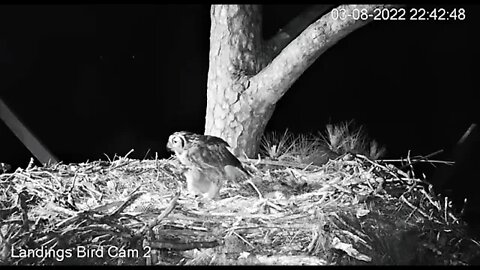 Mom and Owlet Share a Frog Snack 🦉 3/8/22 22:41
