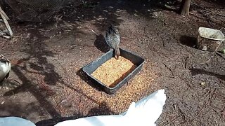 Australian Wood Duck, eating with my Muscovy Drake, ( Video 11 ) ( Part 3 )