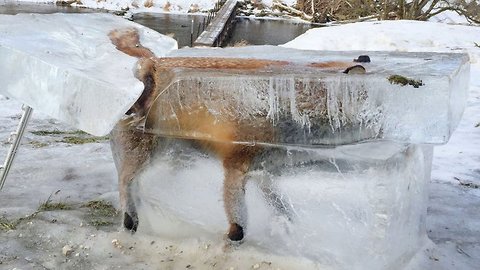 Hunter Discovers "Frozen Fox" Entombed In Ice In The Danube River, Southwest, Germany