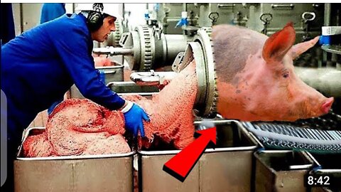 Modern Pig Farming -Million Dollar Pork Processing Factory