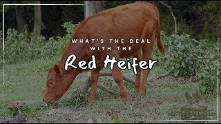 Bible Prophecy & the Red Heifer