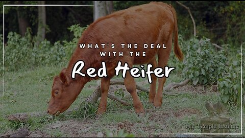 Bible Prophecy & the Red Heifer