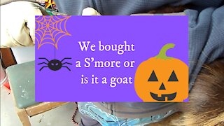 We bought a S'more! ... or is it a goat?