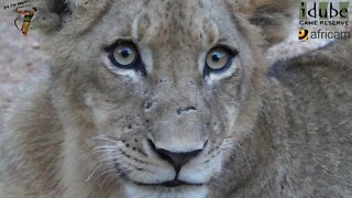 Daughters Of The Mapogo Lions - Rebuilding The Othawa Pride - 46: Reunited... But Only 7 Cubs?