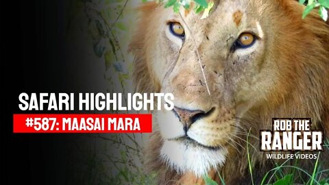 Safari Highlights #587: 05 January 2021 | Maasai Mara/Zebra Plains | Latest Wildlife Sightings