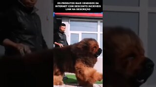 MUITO GRANDE ESSE CACHORRO