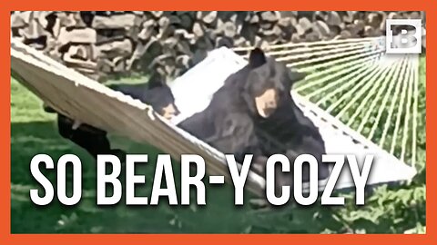 Mama Bear and Cub Discover Backyard Hammock Heaven