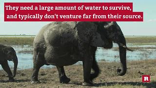 Elephants and their water | Rare Animals