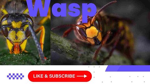 Wasps, the fascinating insects of the order Hymenoptera, possess several intriguing characteristics.