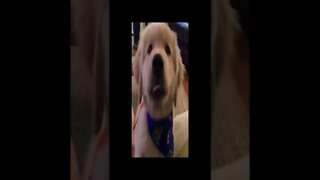 cut dog video