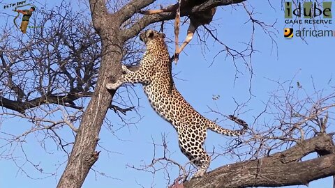 Leopard Eats Nyala In A Tree