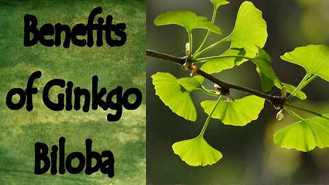 Benefits of Ginkgo Biloba